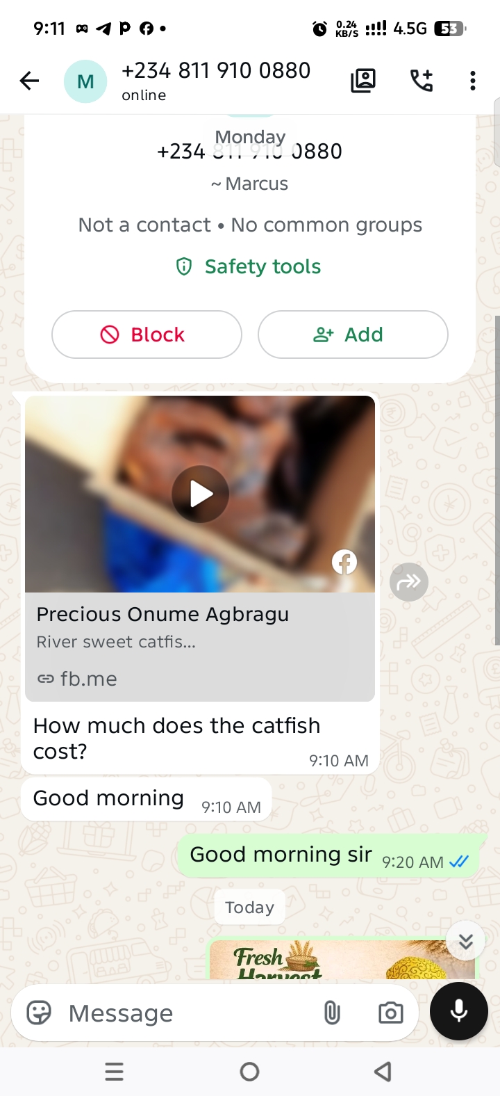 Catfish -Adamawa β image 2